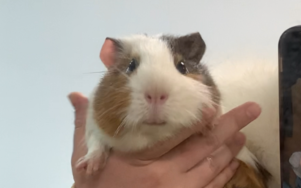 【荷兰猪/豚鼠】乖乖崽崽