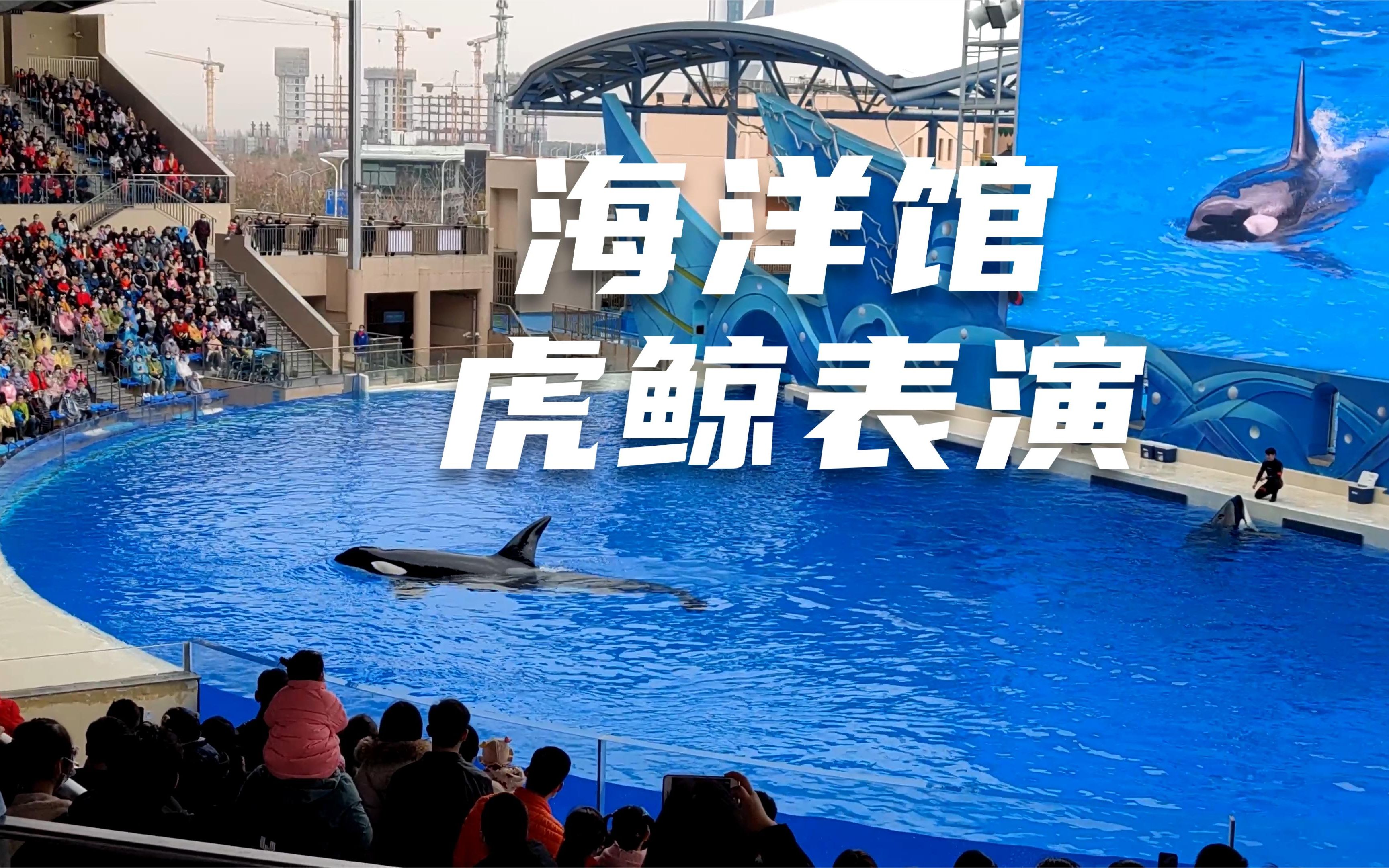 虎鲸表演 上海海昌图片