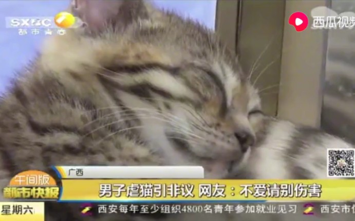 [图]男子发布虐猫视频，猫被绑住后点燃，网友建议国家出台相关法律