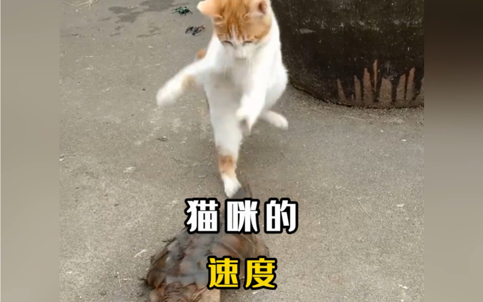 猫咪看了有反应的图片图片