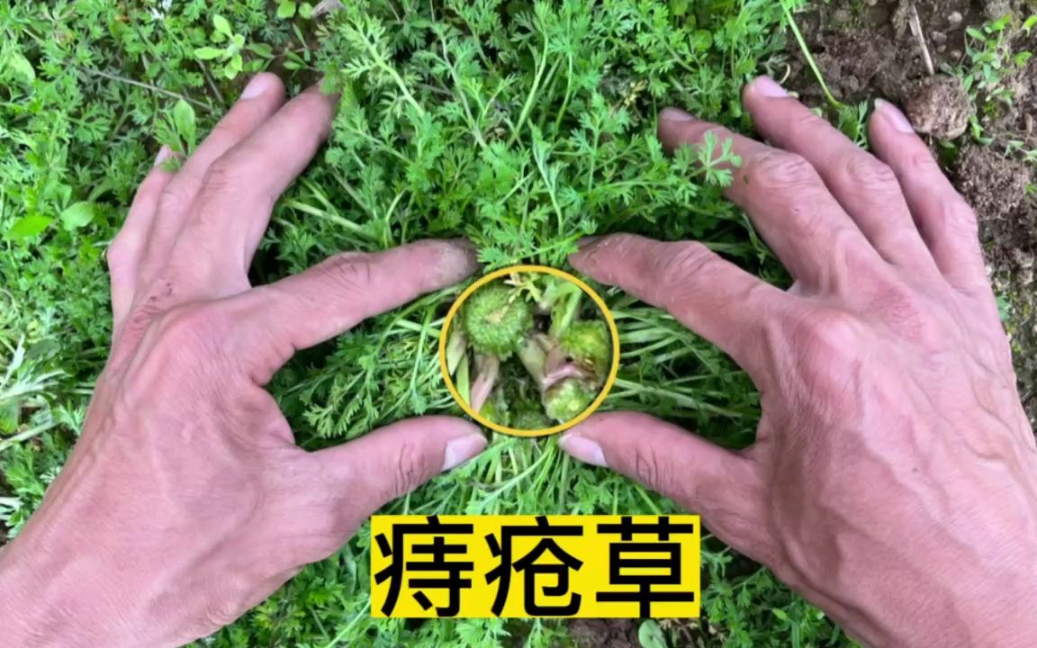 治疗痔疮的草药图片