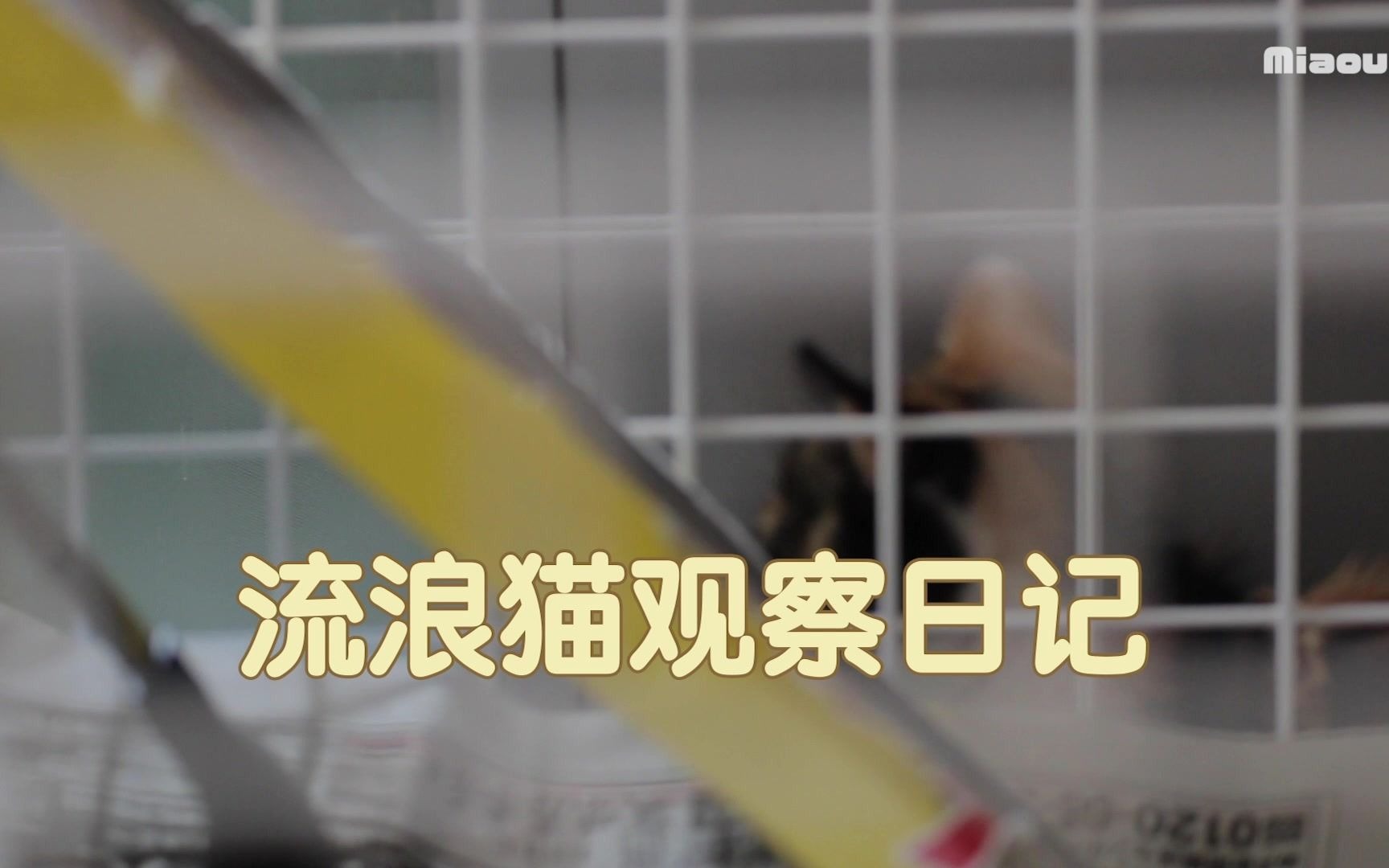 [图]小奶猫三毛哭累了找个昏暗的小角落就睡着了【濑户的三毛猫日记】