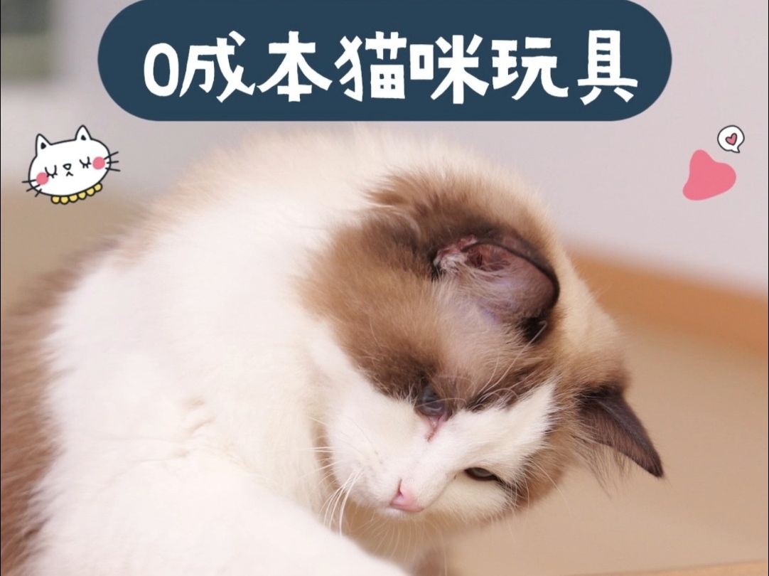 0成本猫咪玩具,嗨到停不下来哔哩哔哩bilibili