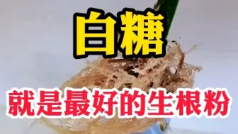 白糖就是生根粉