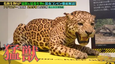クレイジージャーニー8 クレイジージャーニー vol.8〈2枚組〉 【公式通販】