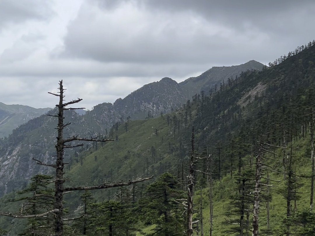 朱雀森林公园高山草甸图片