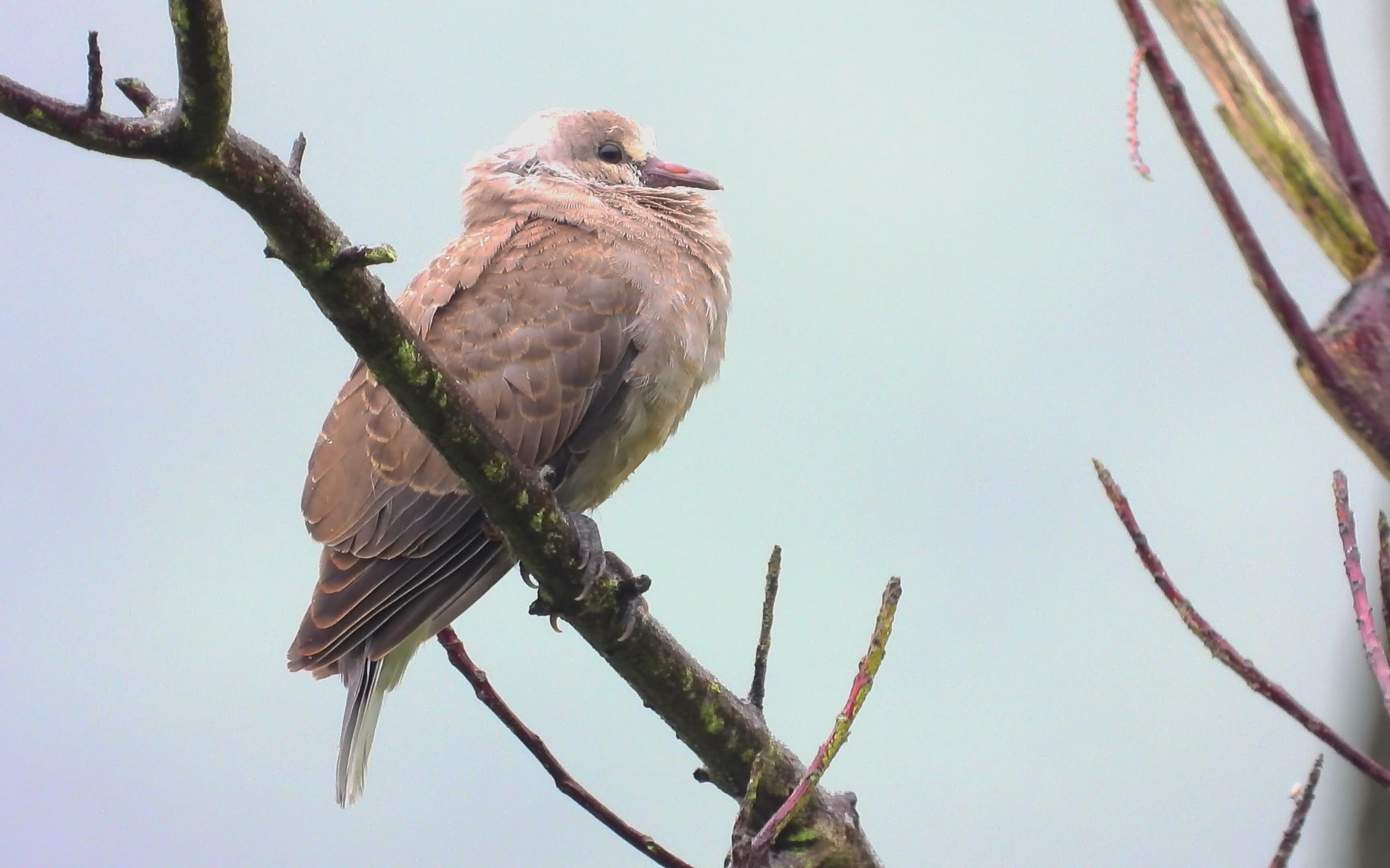 大雨中的斑鸠,火斑鸠幼鸟,这只幼鸟不怕淋雨还在打瞌睡_哔哩哔哩_bili