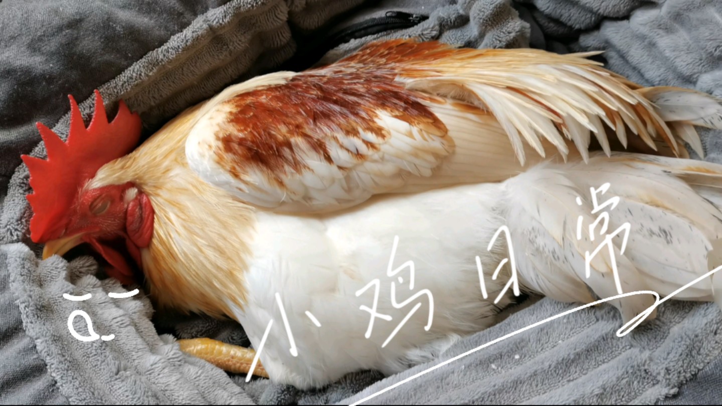 【宠物鸡】小空调一开 美的冒泡