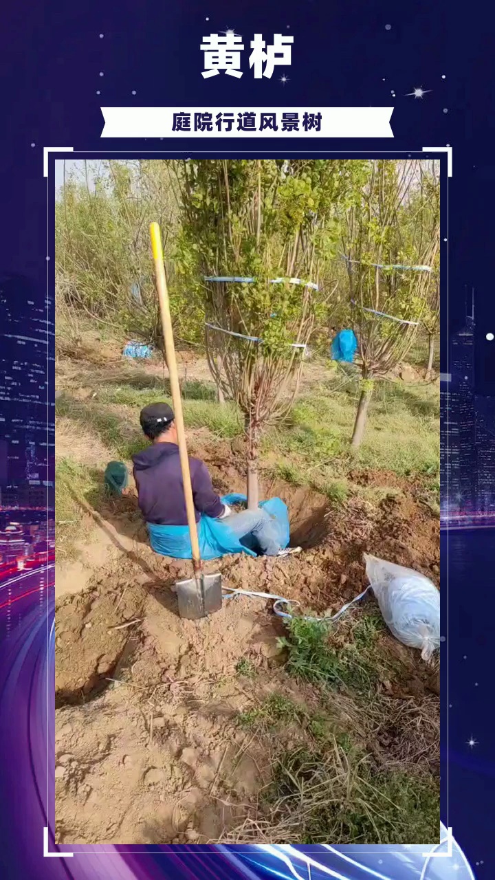 黄栌种植基地 #黄栌 #广西黄栌 #广西黄栌基地哔哩哔哩bilibili