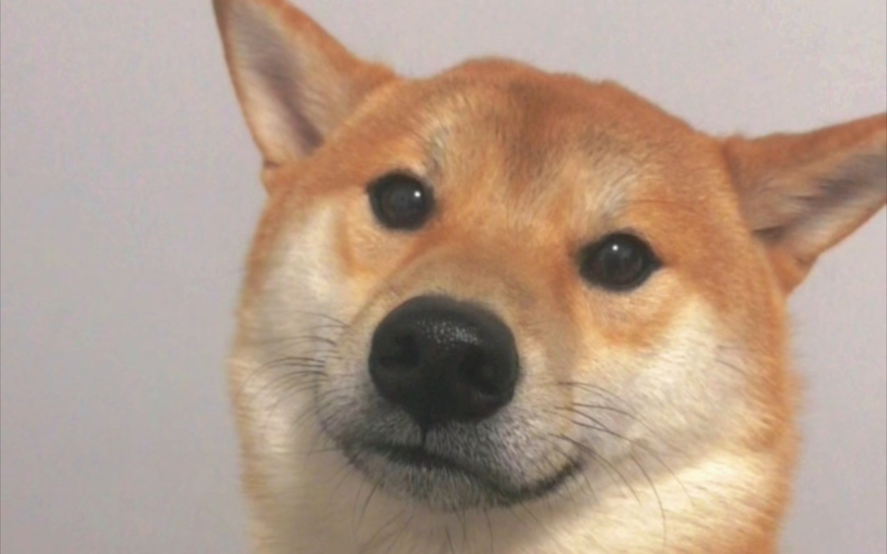 狗狗中的"表情帝",搞笑担当