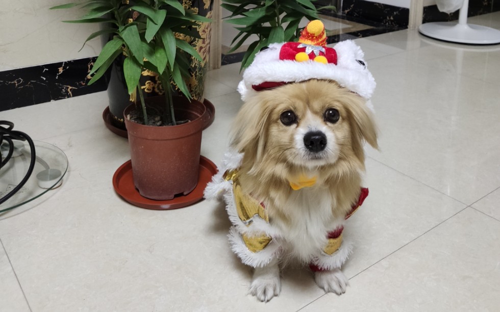 活动作品牛年牛气冲天之舞狮狗