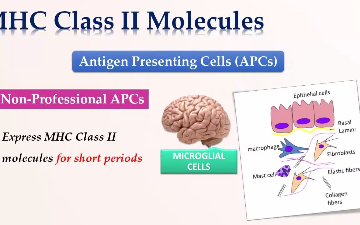 免疫学MHC 2类分子 结构与作用 MHC Class II molecule Structure and Role哔哩哔哩bilibili