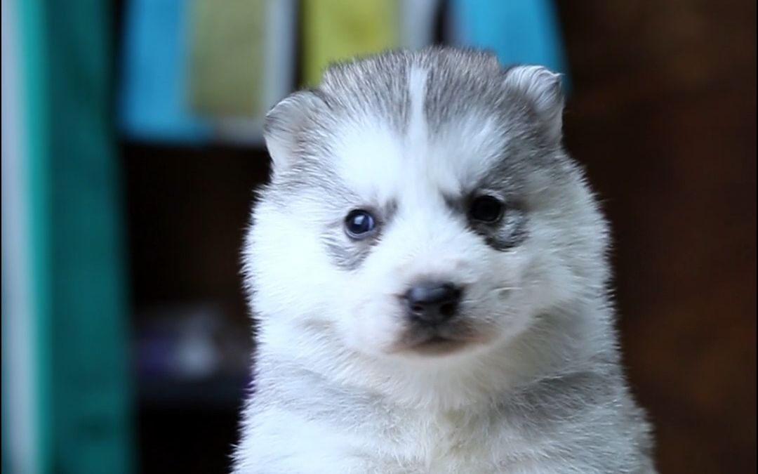 哈士奇幼崽初成长