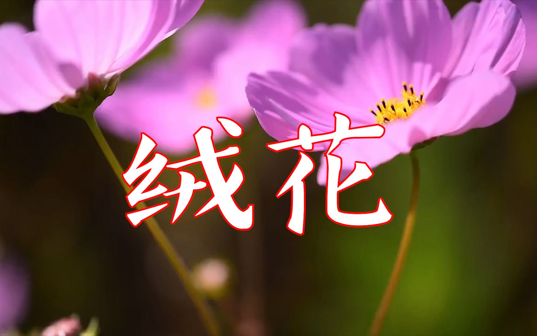 经典歌曲《绒花》婉转悠扬的歌声