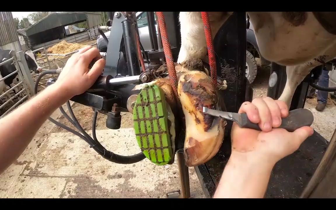 【修牛蹄】你不会相信这看起来像什么!