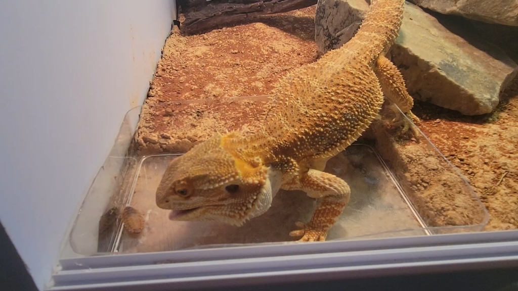 鬃狮蜥吃杜比亚