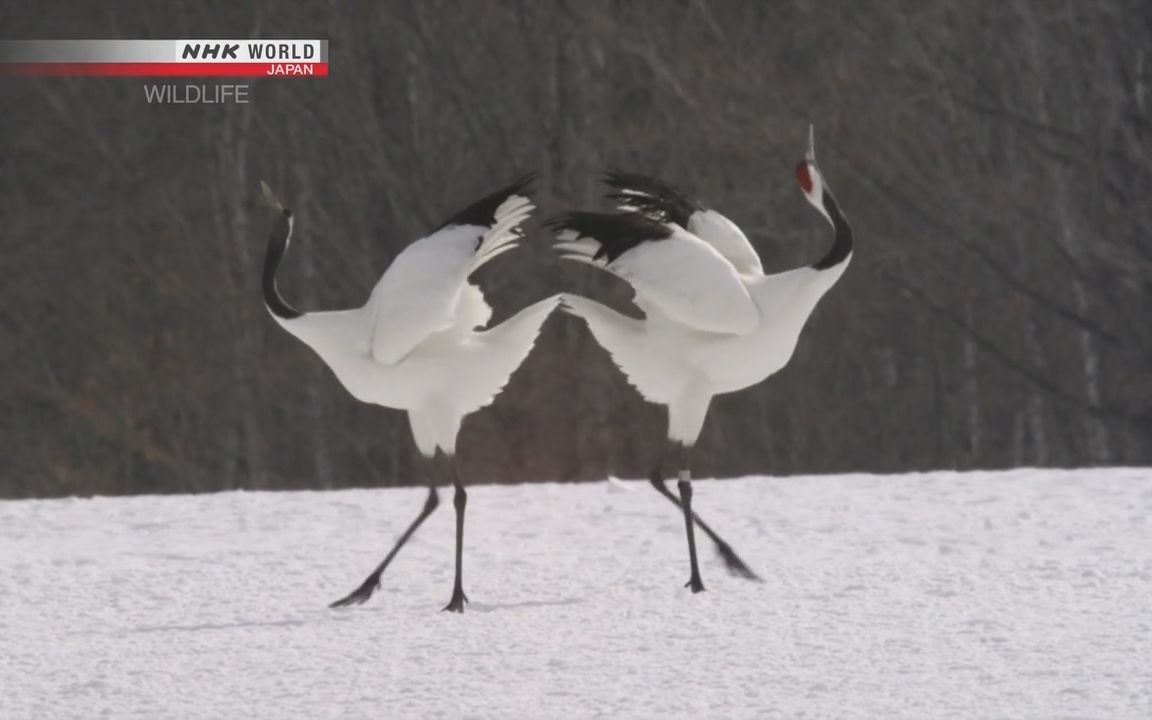 纪录片.NHK.丹顶鹤:沼泽传奇.Wildlife.2013[高清][生肉]哔哩哔哩bilibili