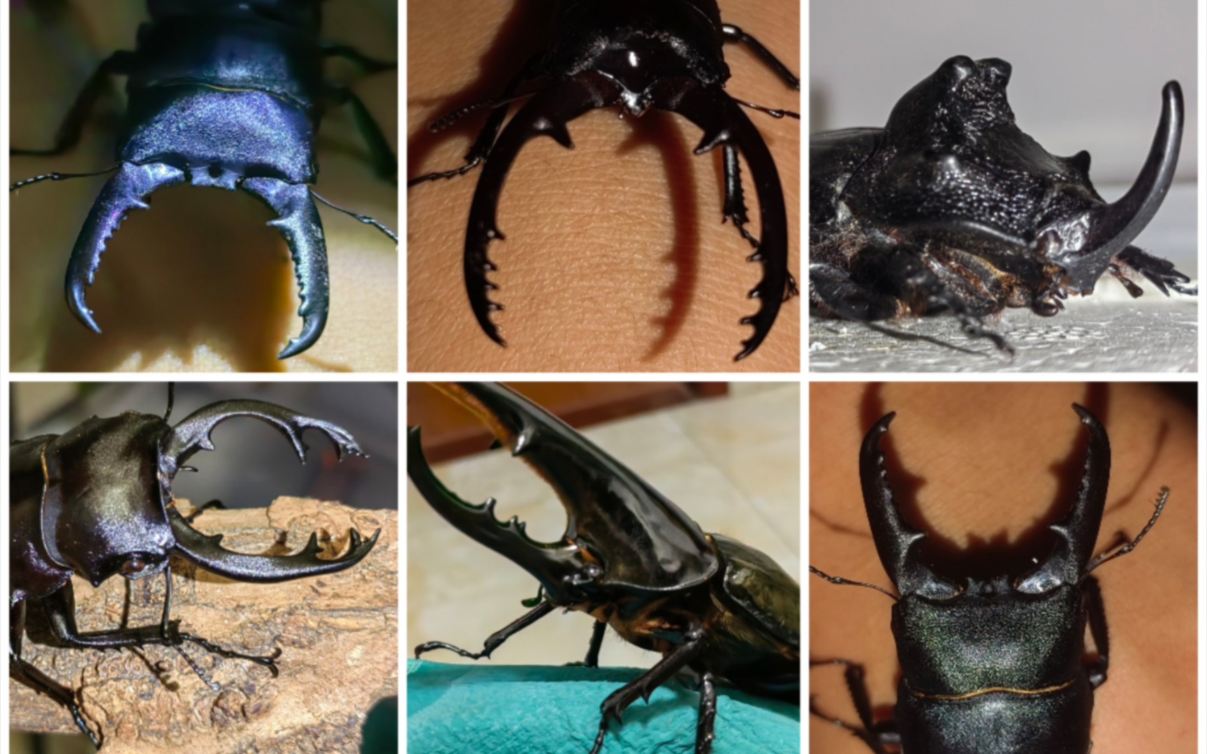 【兜虫&锹甲】福建产红边鬼艳&中扁,浙江产独角仙乱战&内战