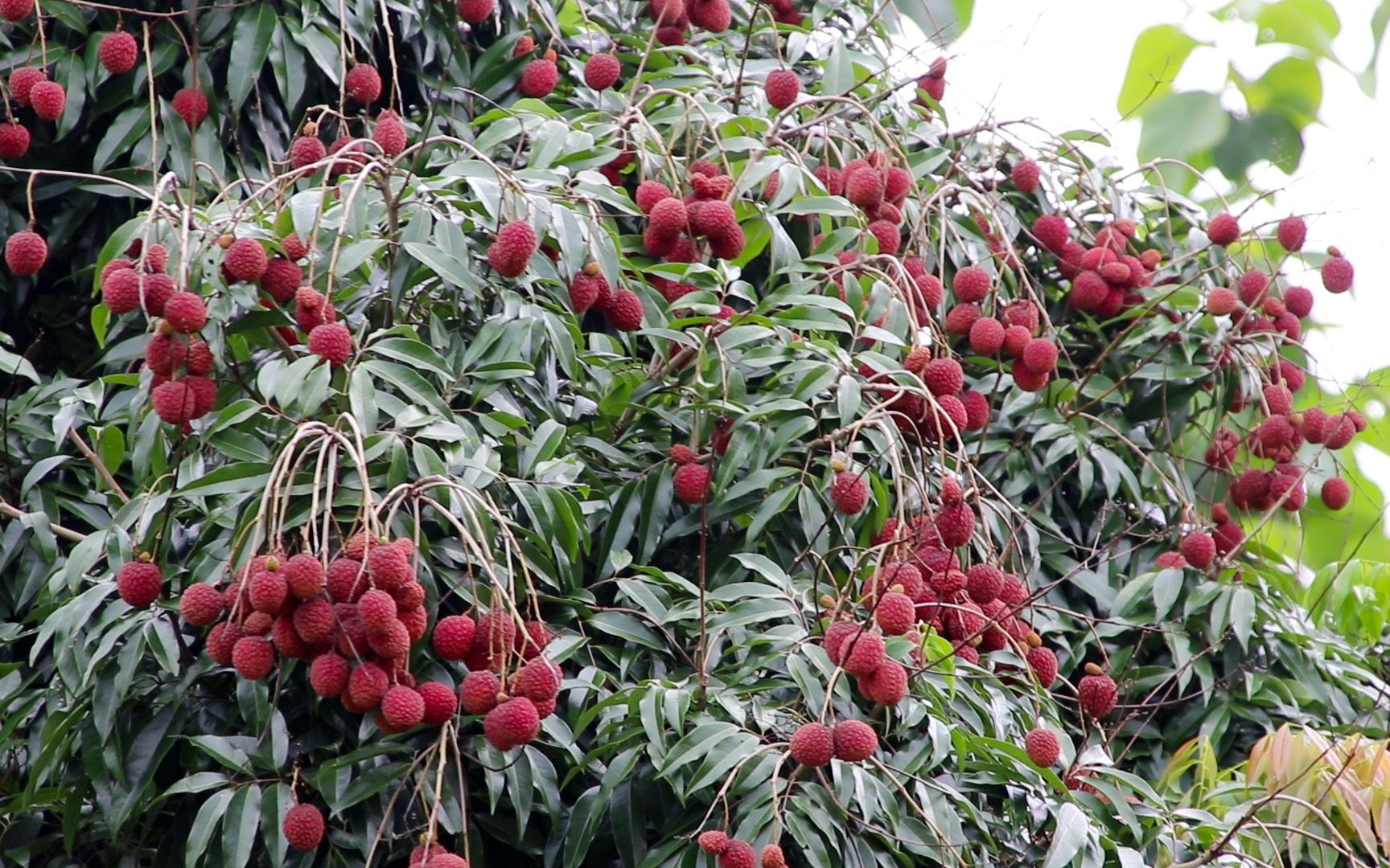 广西荔枝有很多品种这种妃子笑蟾蜍荔第一次吃你们吃过吗