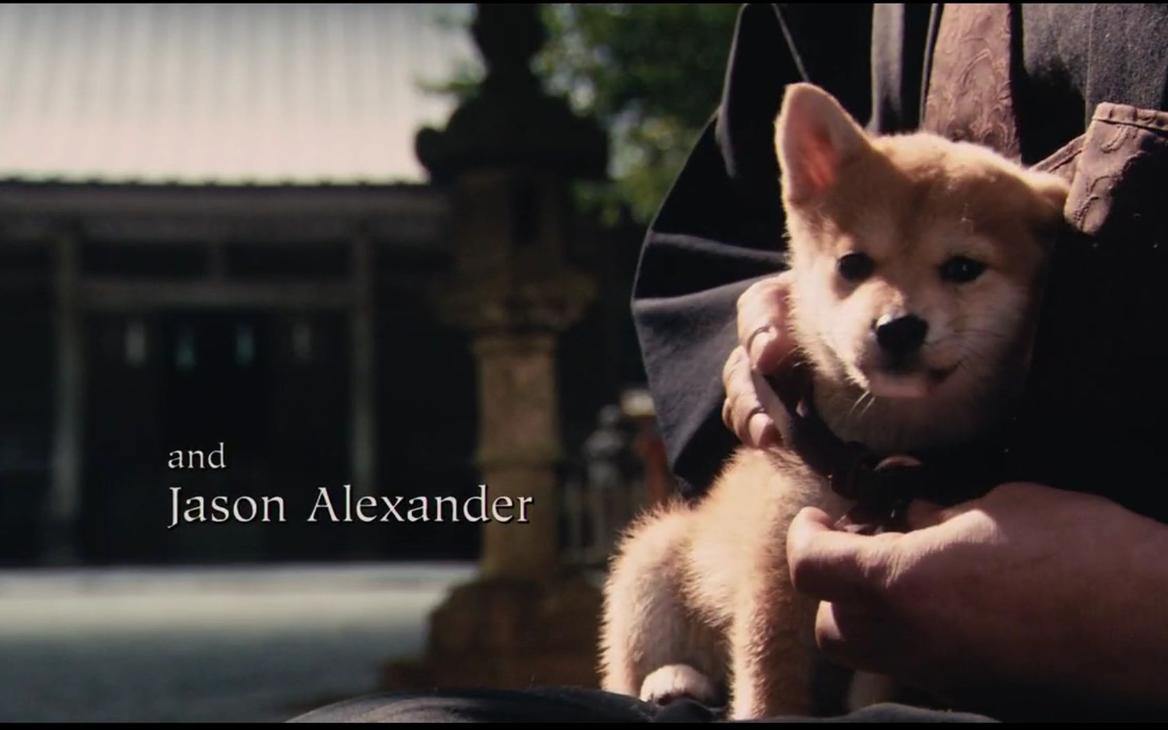 【催泪混剪】忠犬八公的一生有哪些?