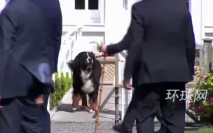 Tải video: 不受欢迎？拜登欲逗弄爱尔兰总统爱犬却被狂吠，只得尴尬转身走开