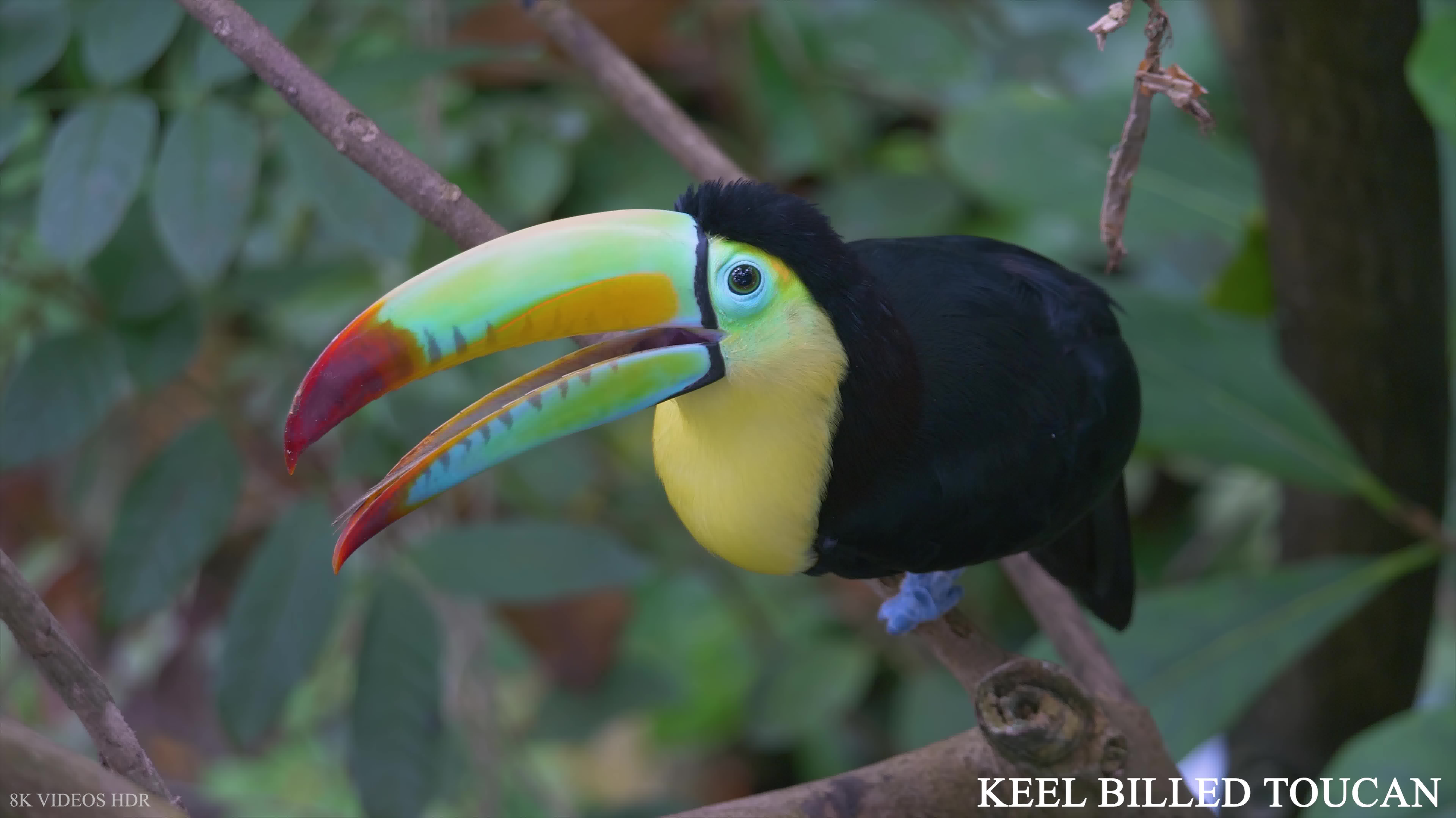 亚马逊雨林动物8k ultra hd–丛林野生动物和声音