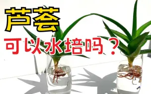 Download Video: 芦荟可以水培吗？有什么注意事项？