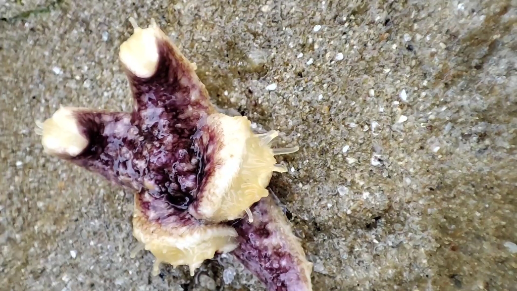 海盘车属的海星可以看到它快速滚动的管足这是它们移动和抓住猎物的