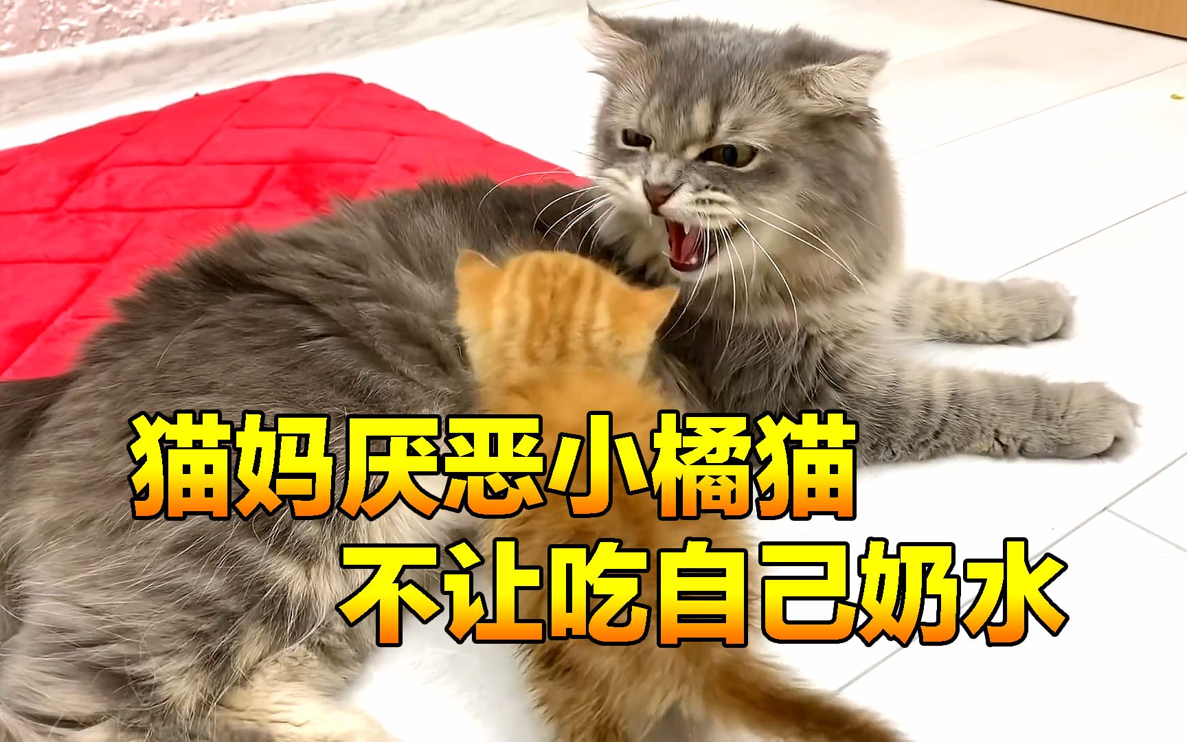 [图]每次小橘猫找猫妈讨奶喝，都会被无情拒绝，究竟小奶猫做错了什么