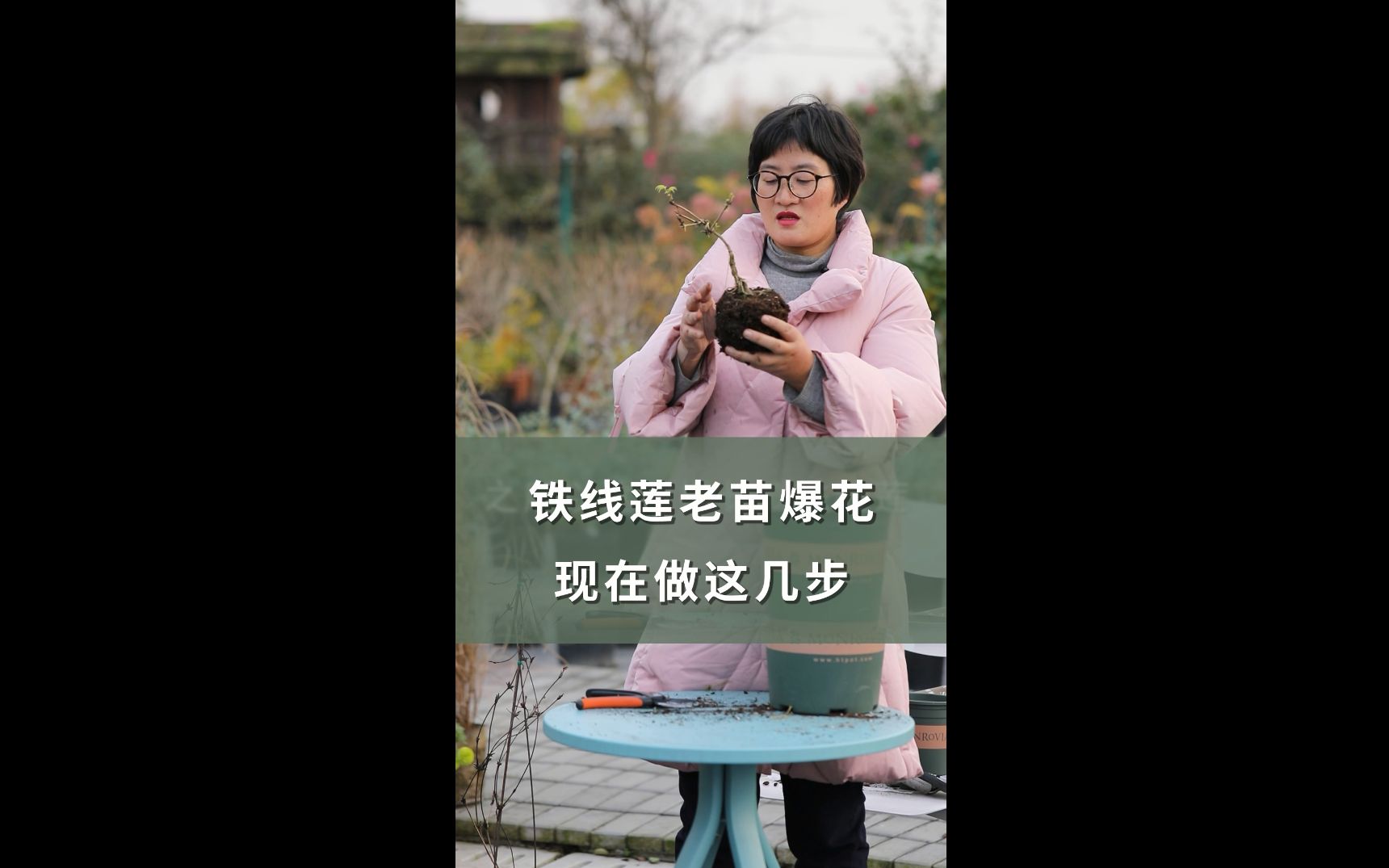 铁线莲老苗爆花就靠这3步