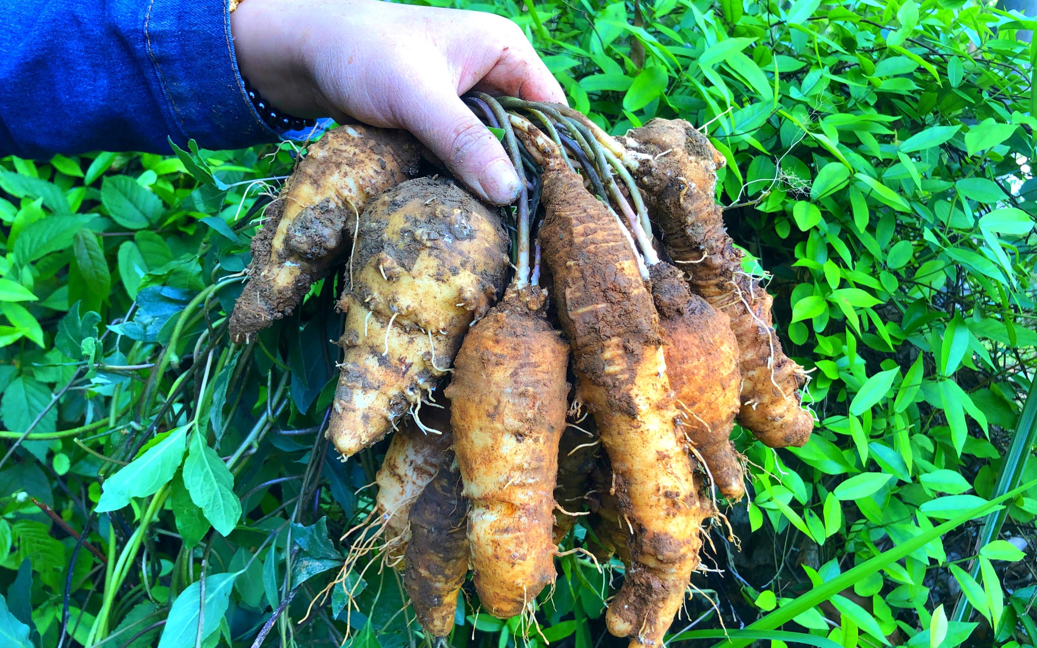 野生的四叶参全株有股臭味,具有补血通乳的功效,农村宝妈很喜欢拿来