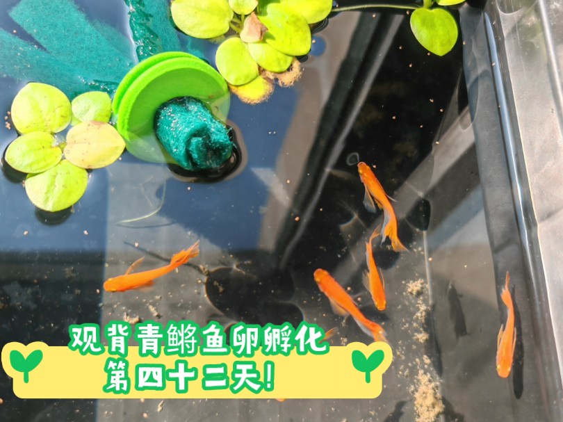 观背青鳉鱼卵孵化第四十二天!