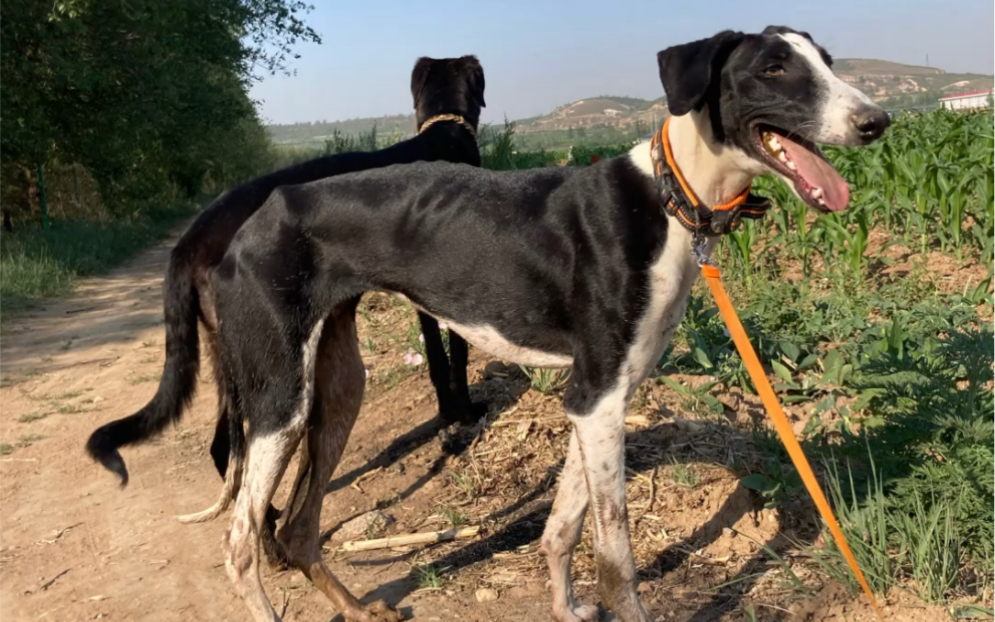 河北細犬和蒙古細犬