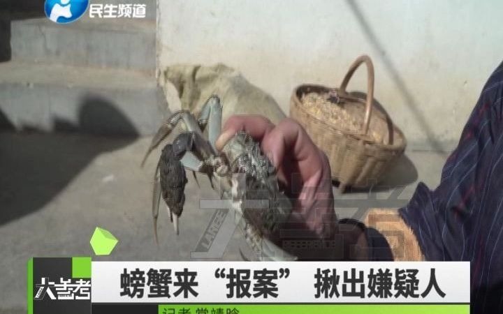 养殖基地接连被盗,大闸蟹逃跑报案揪出嫌疑人哔哩哔哩bilibili