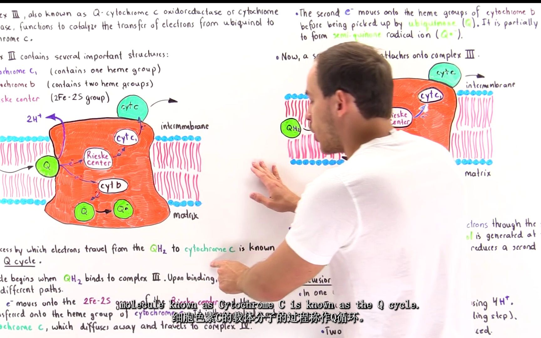 [生化教材解读]呼吸链Q循环详解哔哩哔哩bilibili