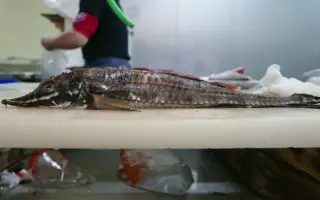 八角鱼 搜索结果 哔哩哔哩 Bilibili