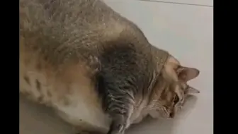 狸花二号 猫不为己 天诛地灭 哔哩哔哩 Bilibili
