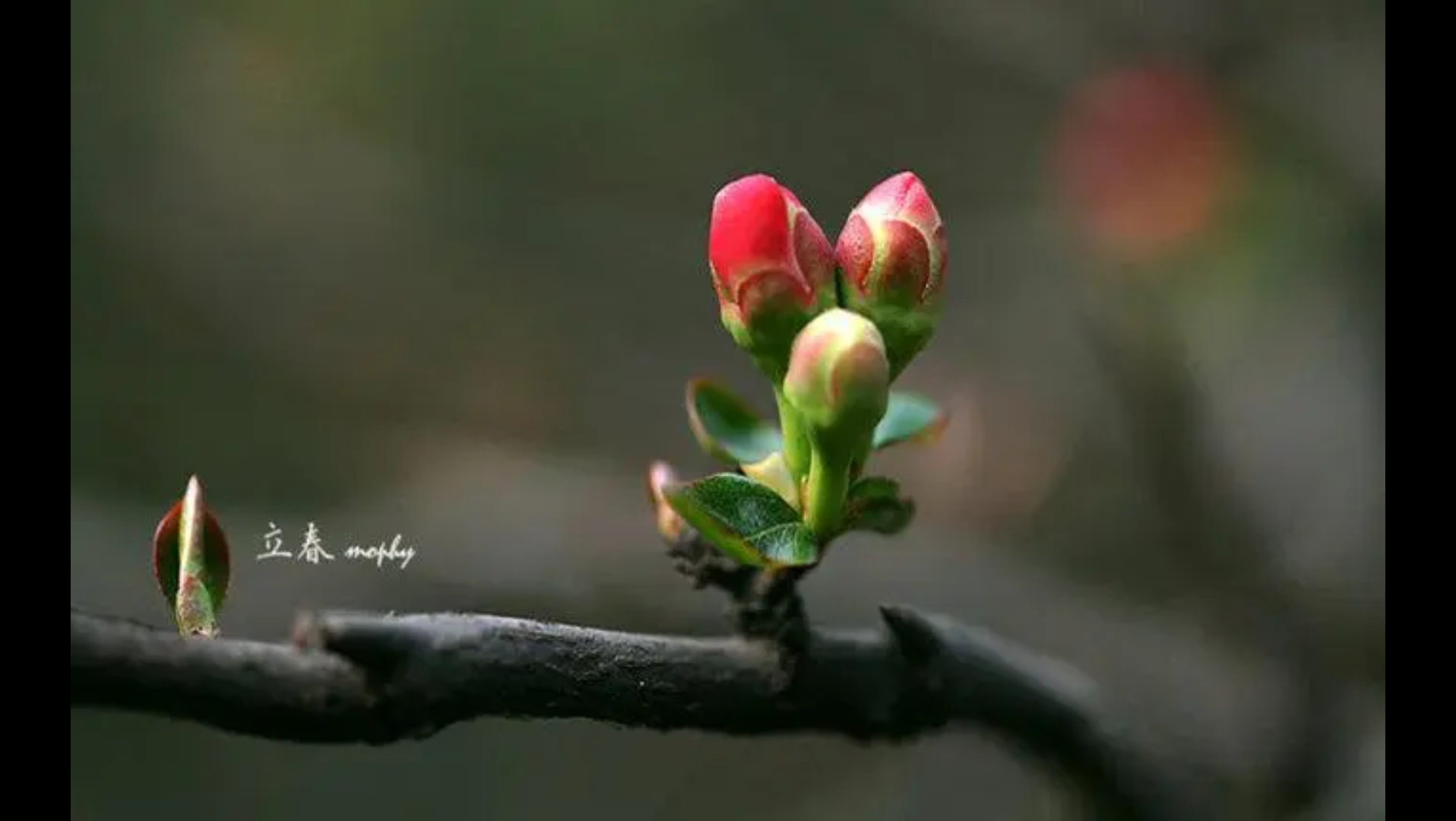 春始万物生,春天万物复苏的美景第二期