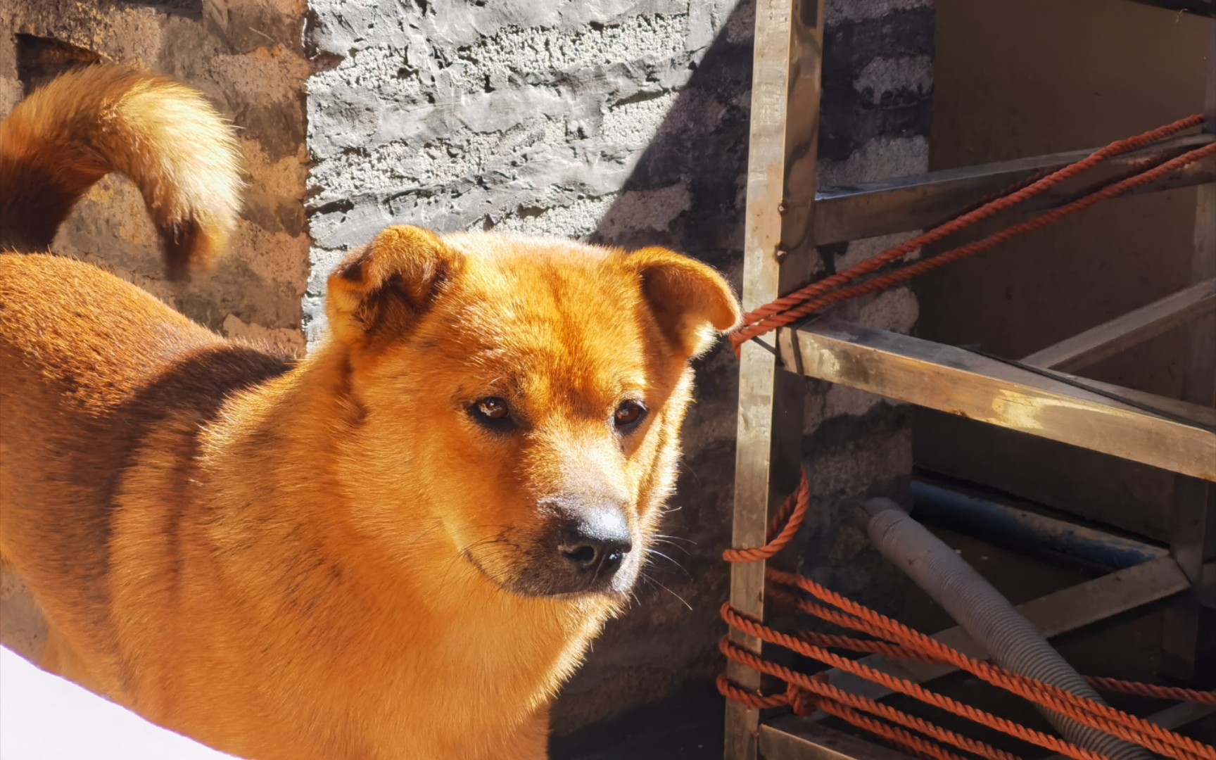 黄土狗幼犬图片