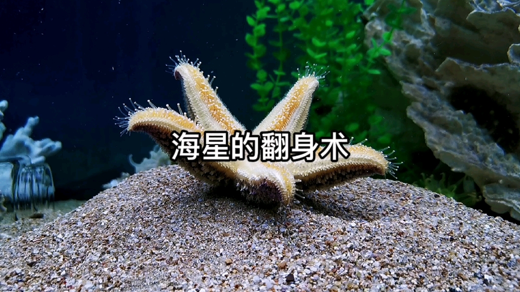 [图]海星的翻身术