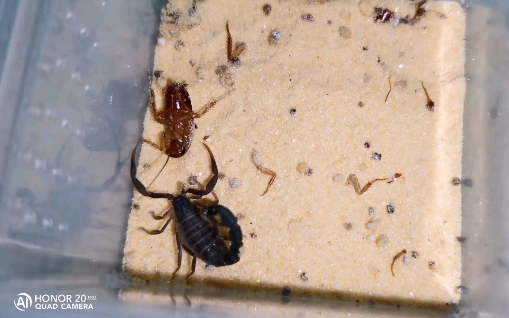 北非黑肥尾蝎3l若虫捕食
