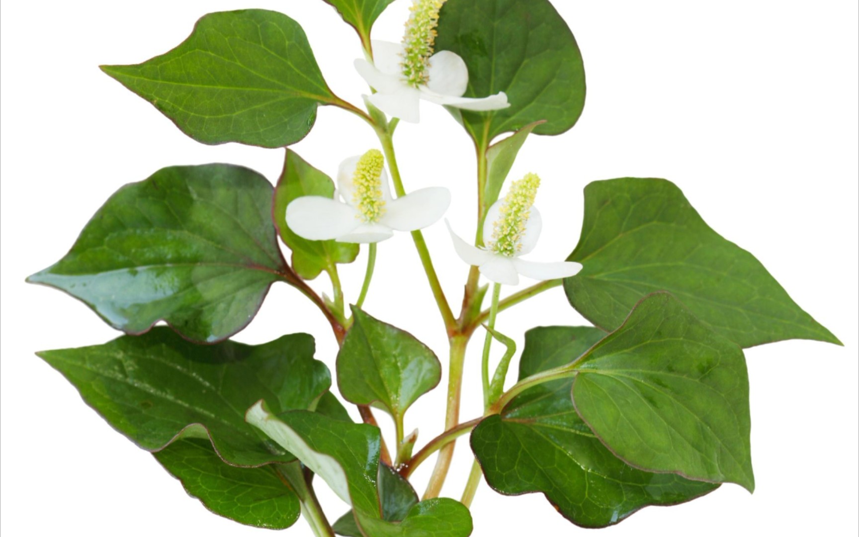 春天滴折耳根很香