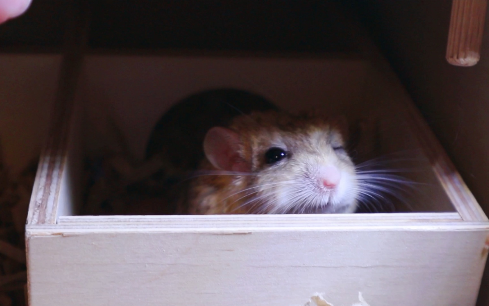 通心粉鼠 日常叫起床