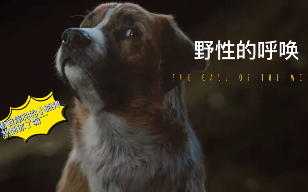 野性的呼唤 i 生存就是这样 无公正可言@巴克巴克