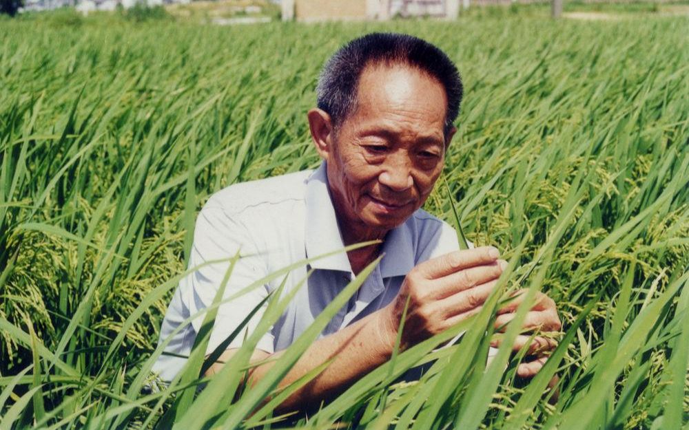 [图]闪耀的稻田梦想家 纪念袁隆平先生！