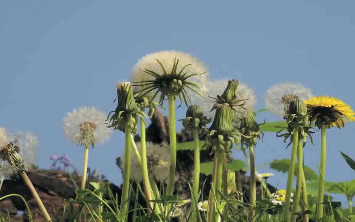 [图]蒲公英居然会跳舞，小草居然会跳舞！