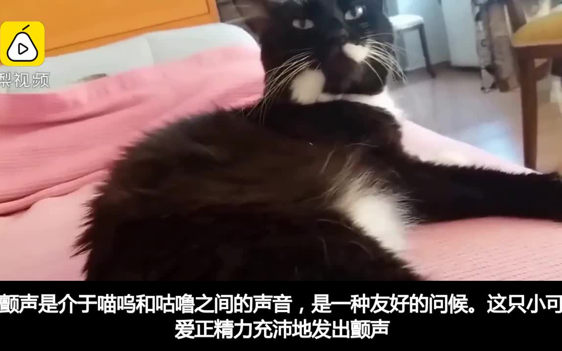 猫语入门:教你如何听懂简单的猫语哔哩哔哩bilibili