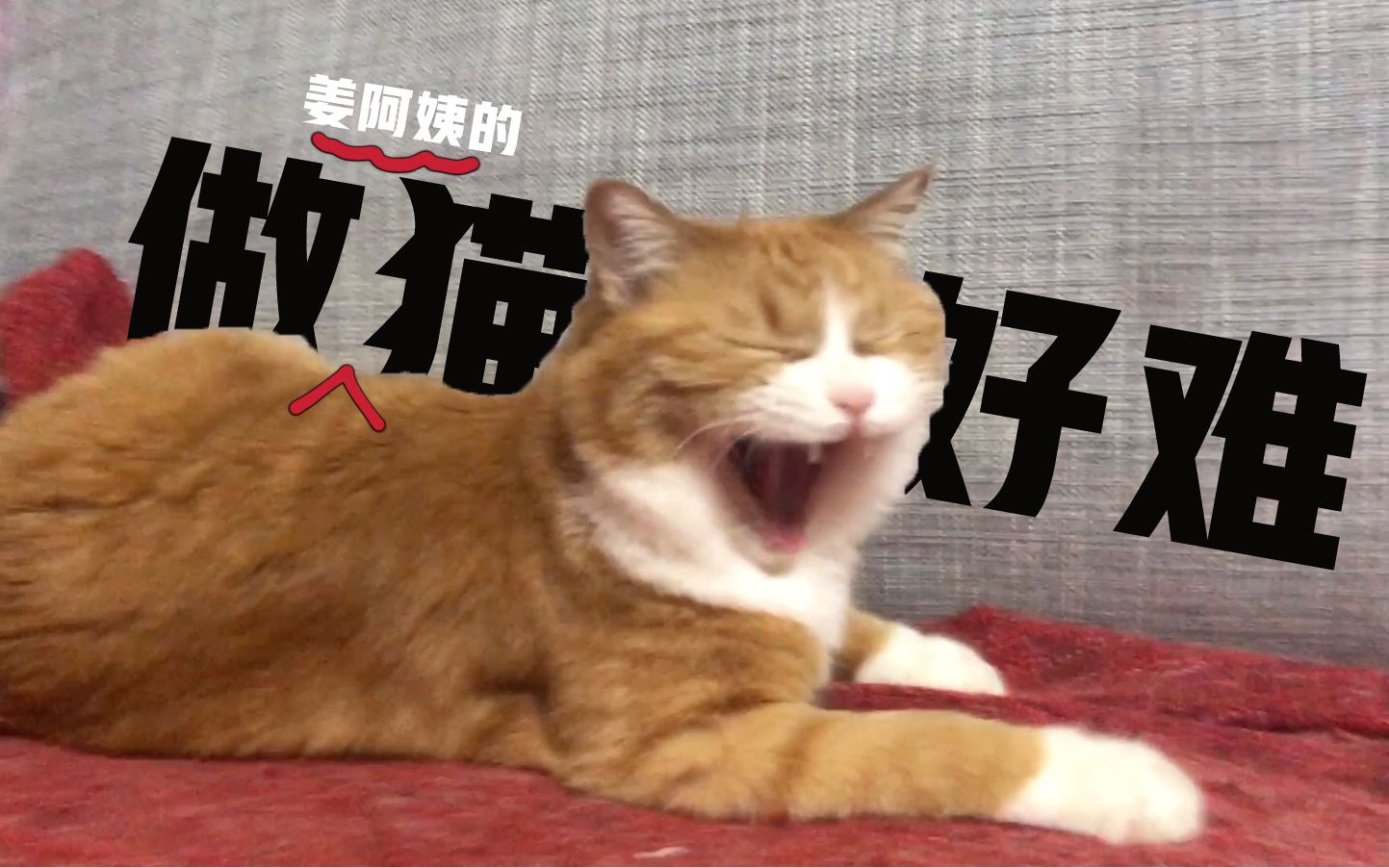 papi酱的大小咪小咪是一只守规矩的猫咪坐姿优雅礼貌待人非主动伸手绝