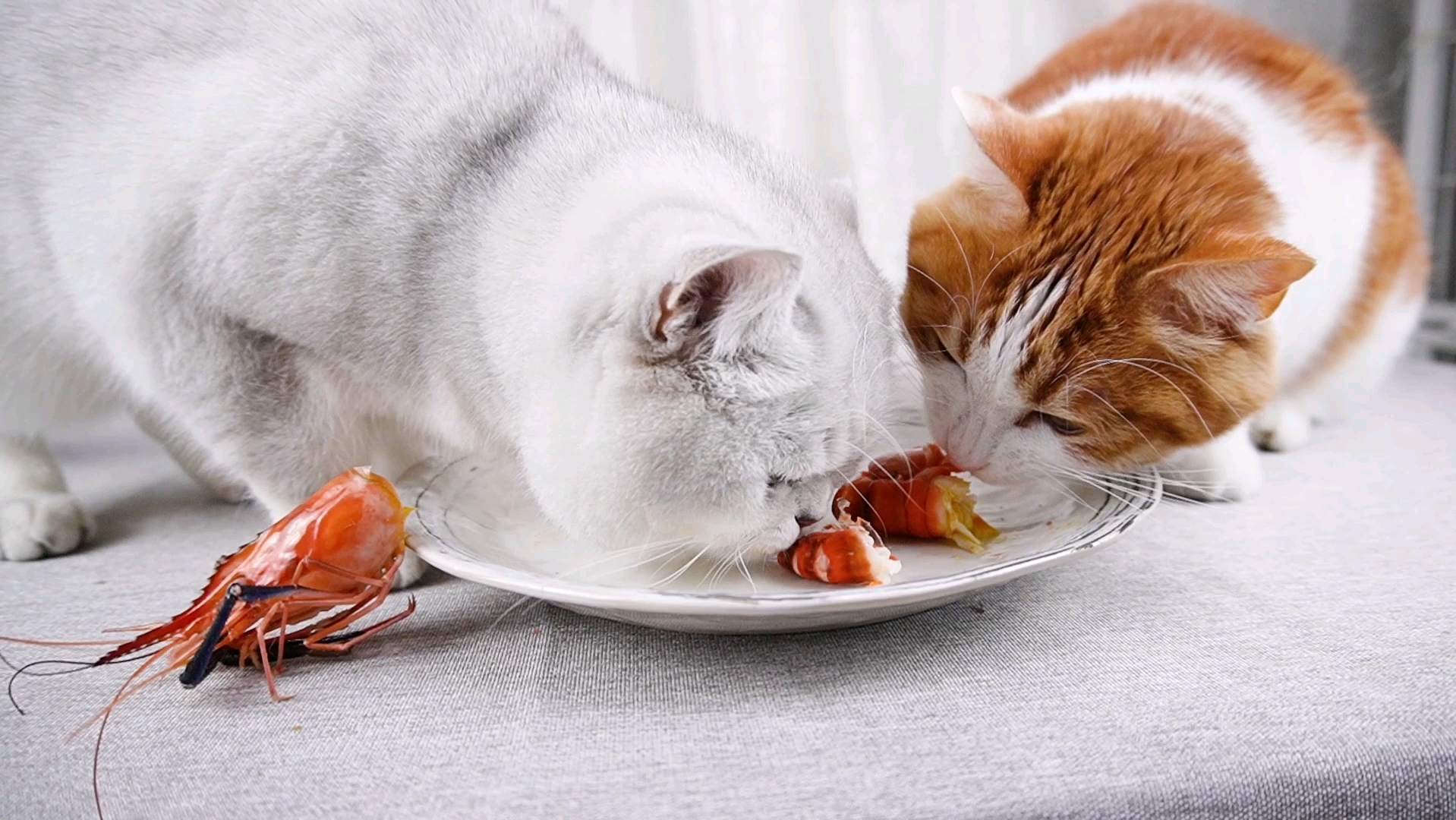 萌宠吃播|竟然有猫吃虾吃到吐?