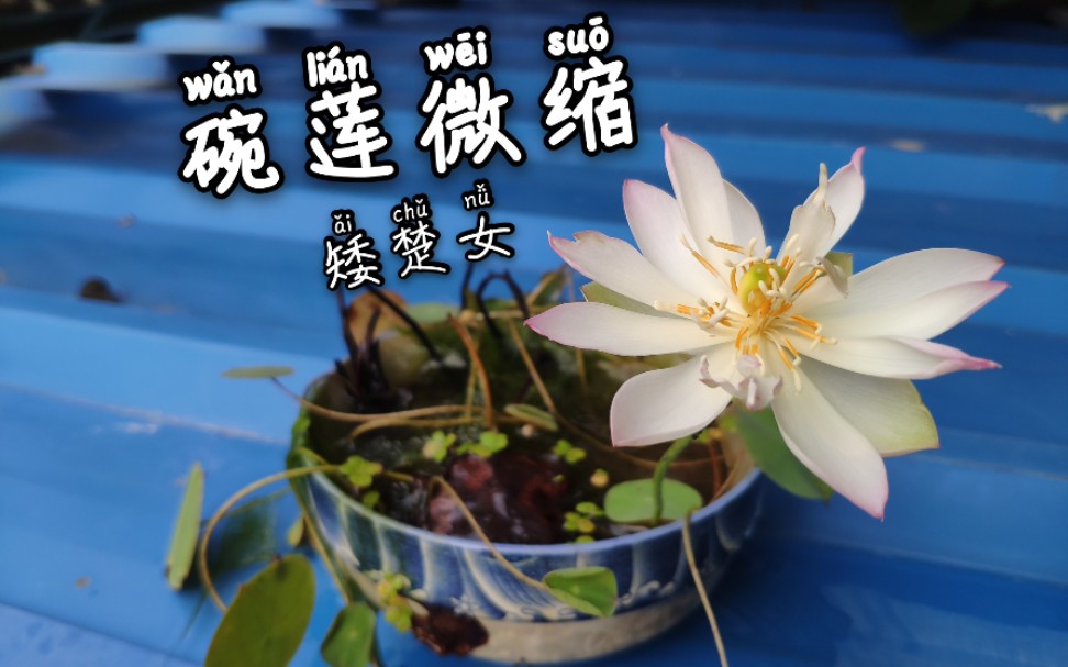 微缩碗莲,矮楚女_哔哩哔哩_bilibili